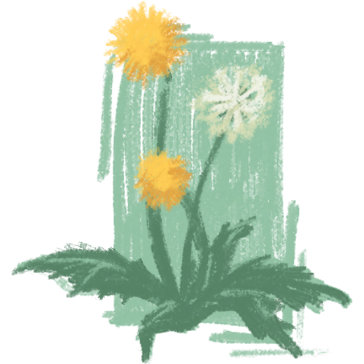 Illustration of a Dandelion